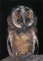 Young long-eared owl (Asio otus L.)