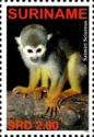 Guianan Squirrel Monkey (Saimiri sciureus)