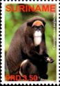De Brazza's Monkey (Cercopithecus neglectus)