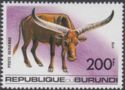 Long Horn Cattle