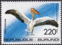 Great White Pelican (Pelecanus onocrotalus)