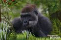 Diergaarde Blijdorp, Rotterdam - Lowland gorilla