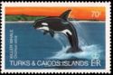 Killer Whale (Orcinus orca)