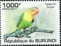 Fischer's Lovebird (Agapornis fischeri)