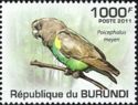 Meyer's Parrot (Poicephalus meyeri)