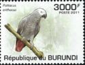 Grey Parrot (Psittacus erithacus)