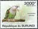 Brown-necked Parrot (Poicephalus robustus)