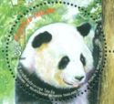 Giant Panda