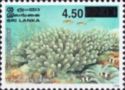 Antler Coral (Pocillopora eydouxi) - Overprinted