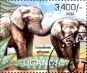 African Elephant (Loxodonta africana)