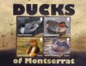Ducks of Montserrat