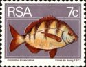 Zebra Bream (Diplodus trifasciatus)