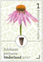 Eastern Purple Coneflower (Echinacea purpurea)