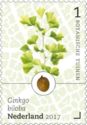 Ginkgo (Ginkgo biloba)