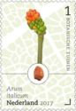 Italian Arum (Arum italicum)