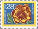 Pansy (Viola)