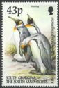 King Penguin (Aptenodytes patagonicus)