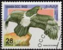 Verreaux's eagle (Aquila verreauxii)