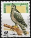 Crowned hawk-eagle (Stephanoaetus coronatus)