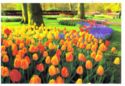 Tulips