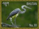 White-bellied Heron (Ardea insignis)