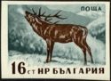 Red Deer (Cervus elaphus) - totally Imperforate