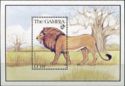 Lion (Panthera leo)