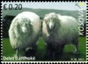 Bardhoke Sheep (Ovis aries)