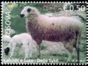 Syke Sheep (Ovis aries)