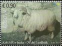 Bardhoke Ram (Ovis aries)