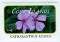 Catharanthus roseus