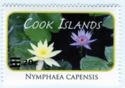 Nymphaea capensis