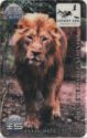 Asian Lion “Arfur”*