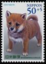 "Peach" - Female Shiba Dog from Kanagawa Pref.