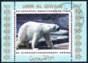 Polar Bear (Ursus maritimus)