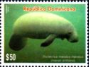 Antillean Manatee (Trichechus manatus manatus)