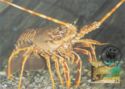 European Spiny Lobster (Palinurus elephas)