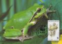 Common Tree Frog (Hyla arborea)