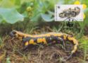 Fire Salamander (Salamandra salamandra)