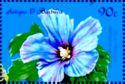 Blue Hibiscus