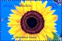 Sunflower (Helianthus anuus)