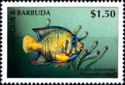 Queen Angelfish (Holacanthus ciliaris)
