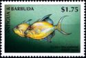 Queen Triggerfish (Balistes vetula)