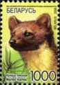 European Pine Marten (Martes martes)