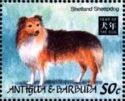 Shetland Sheepdog