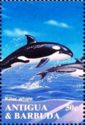 Killer Whale (Orcinus orca)