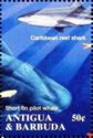 Caribbean Reef Shark and Short Fin Pilot Whale