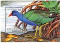 Purple Gallinule (Porphyrula martinica)
