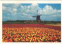 Tulip field with a windmill