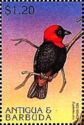 Red Bishop (Euplectes orix)